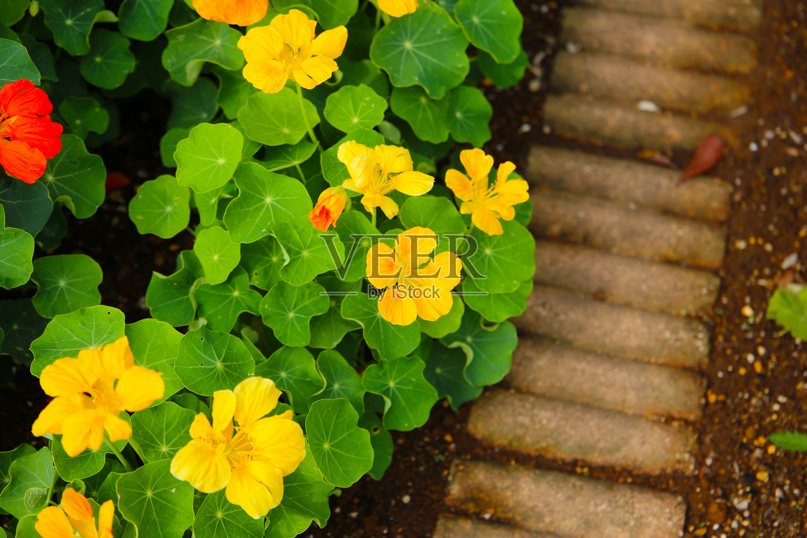 金莲花植物，带有绿色叶子的花朵照片摄影图片