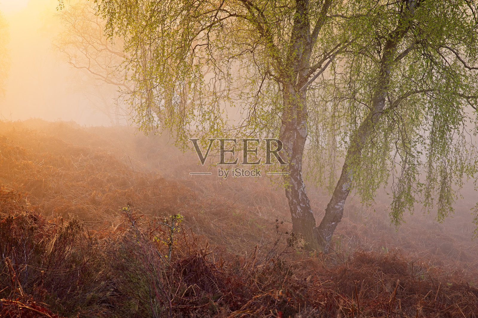 坎诺克追逐的晨雾照片摄影图片