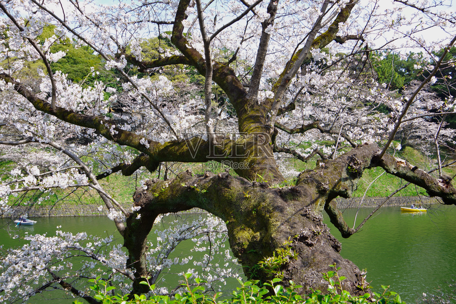 日本风景／千鸟渊护城河的樱花照片摄影图片