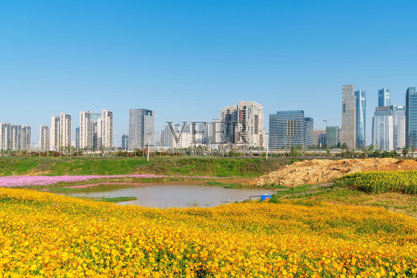 城市中心公园里的花田与现代城市照片摄影图片