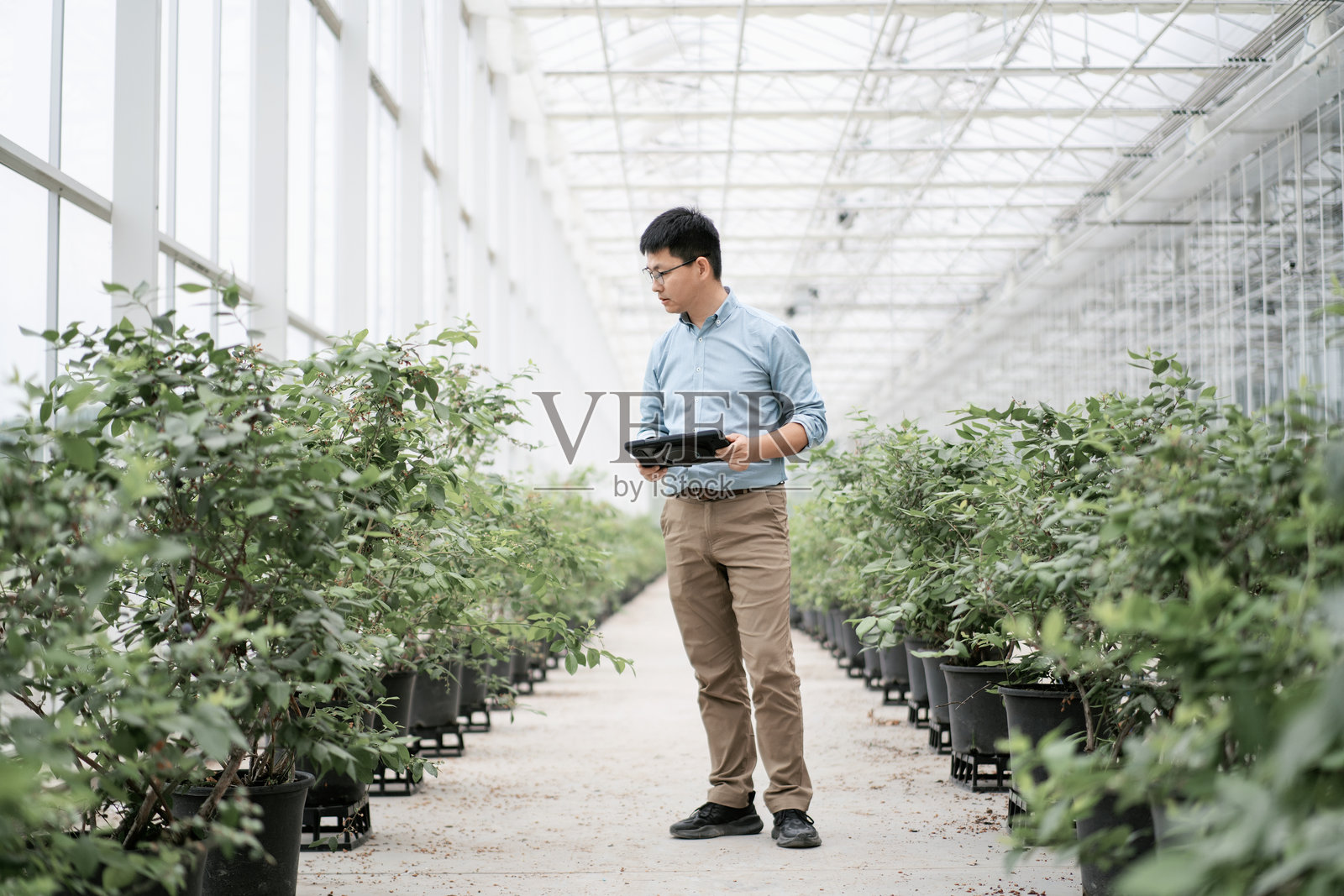 亚洲农民在温室中工作照片摄影图片