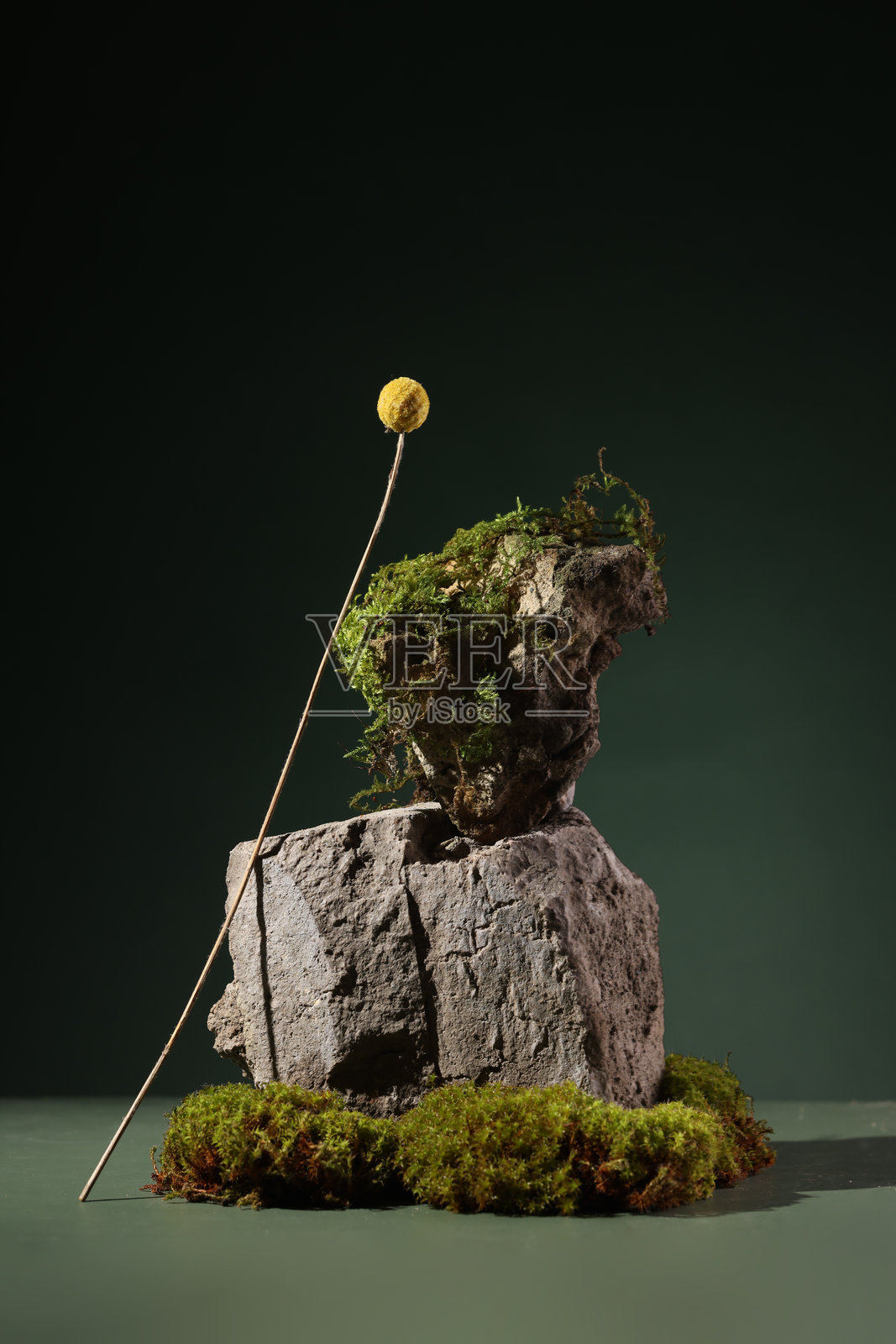 现代静物，背景为深色，包含干燥的绣球花、干燥的海洋蓟花和棕色螺旋木。北方自然构图，配有地衣、苔藓、树枝、干花和漂流木。为您的产品提供展示空间。照片摄影图片