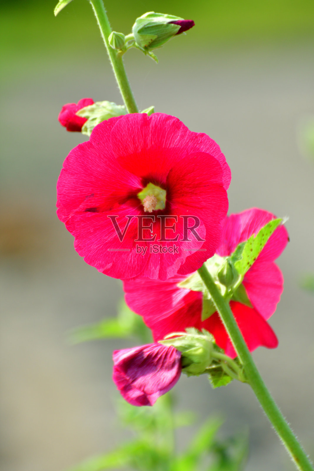 锦葵 / 蜀葵：高大直立的茎，开着大型多彩的碟形花朵照片摄影图片