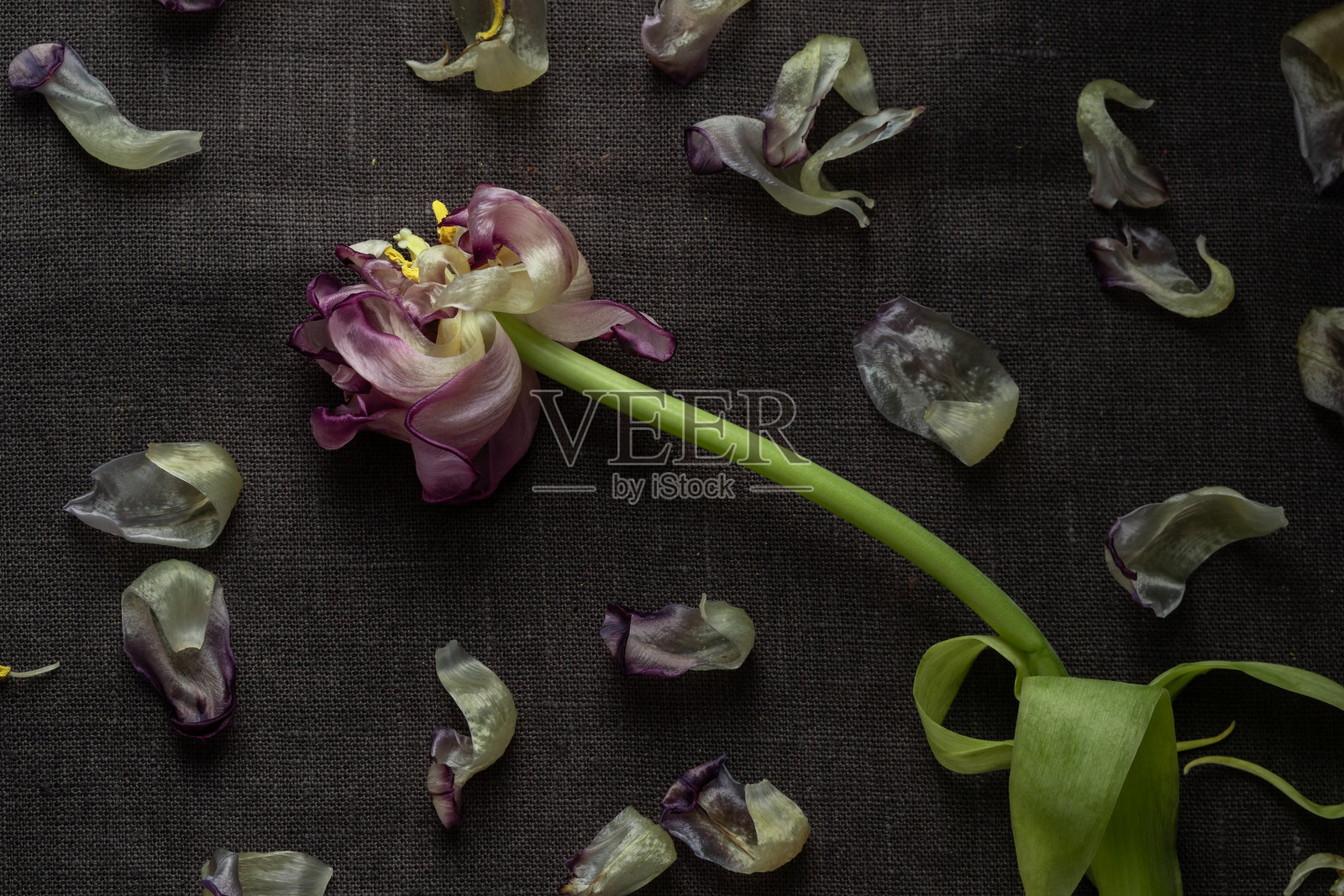 一朵孤独枯萎的鹦鹉郁金香花在黑暗背景下。象征着死亡、哀悼以及对已故挚爱的怀念，传达出失落和短暂的感觉。照片摄影图片