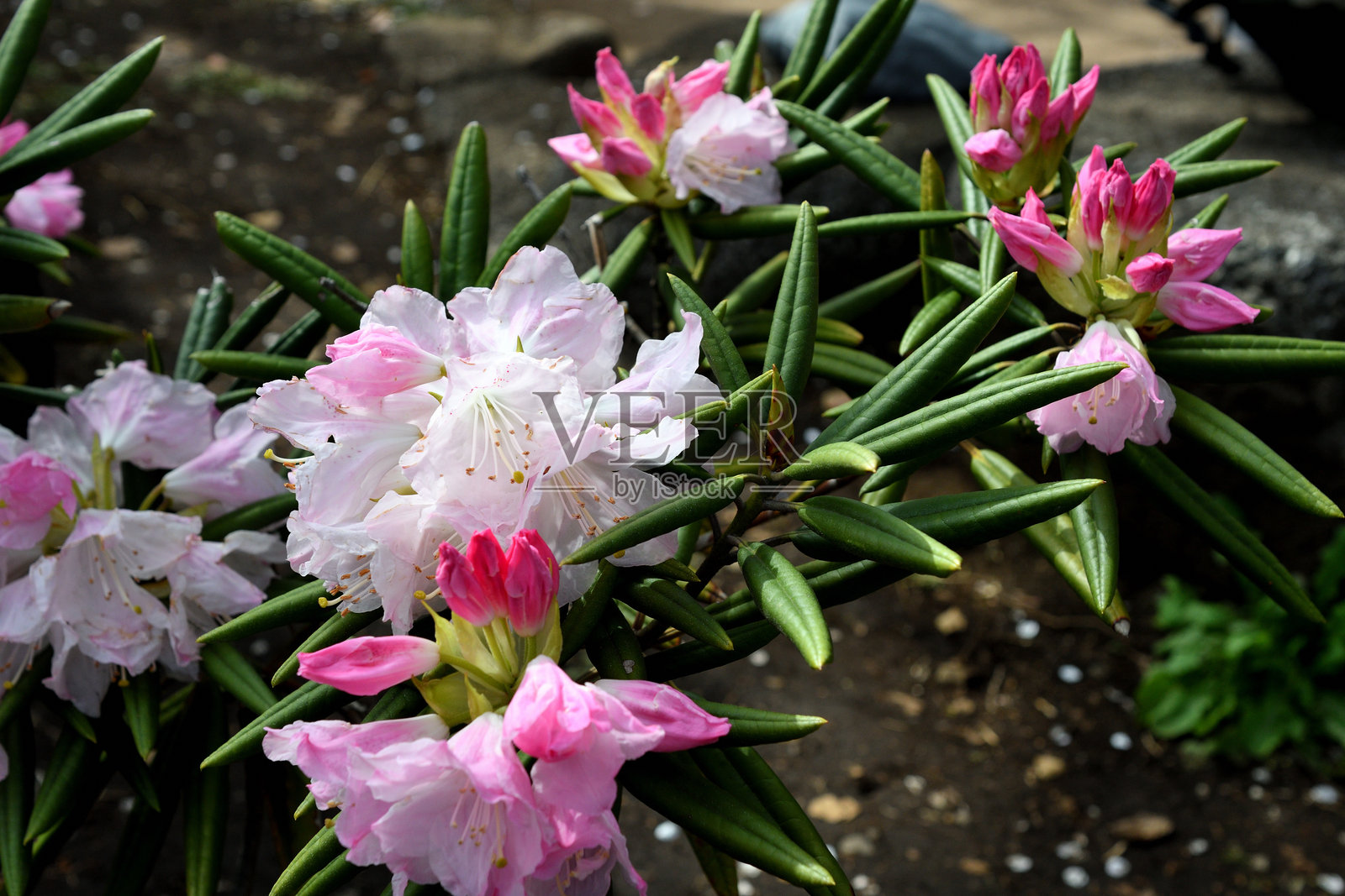 杜鹃花：受欢迎的开花灌木，盛开华丽的花簇照片摄影图片