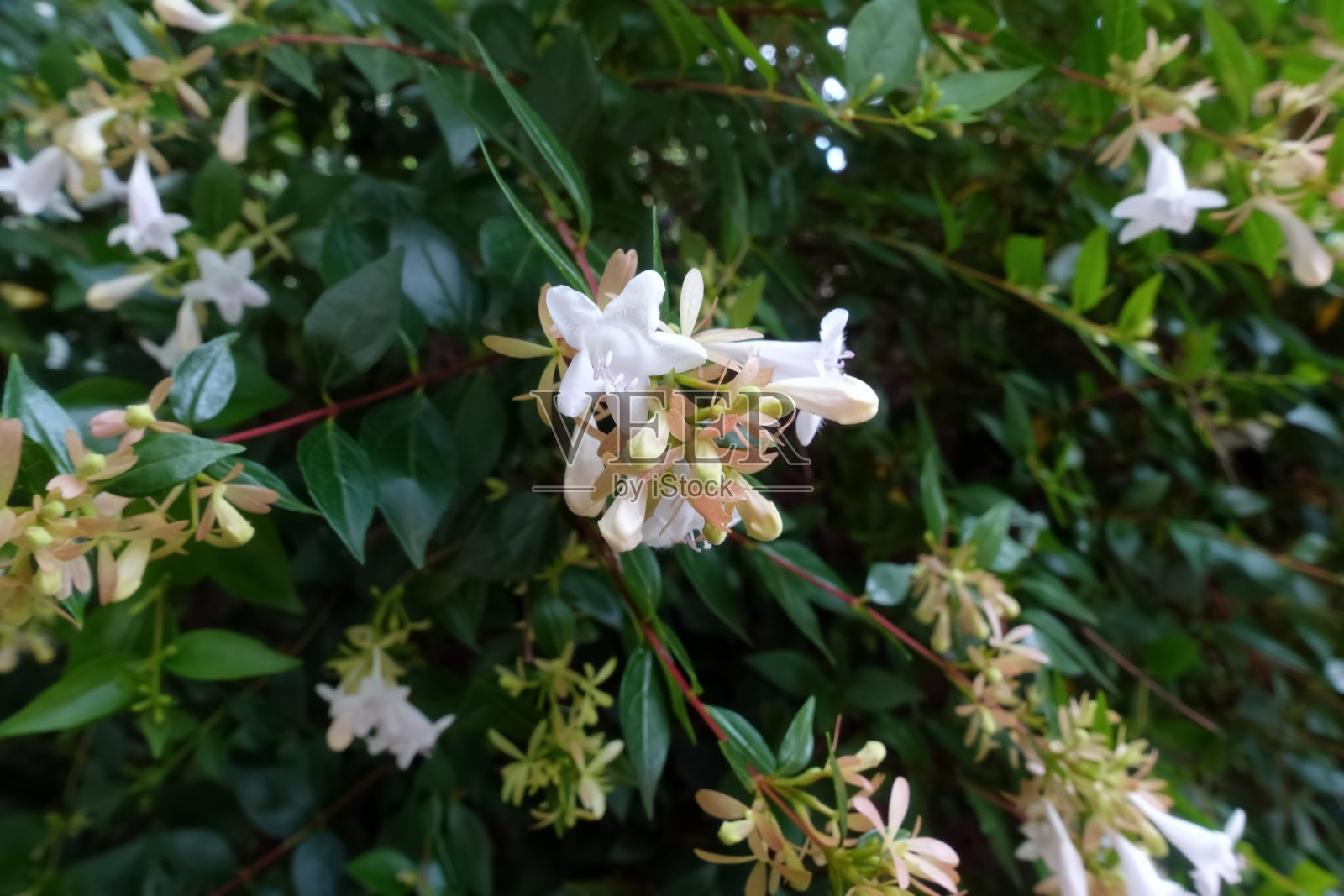 可爱的阿贝利亚照片摄影图片