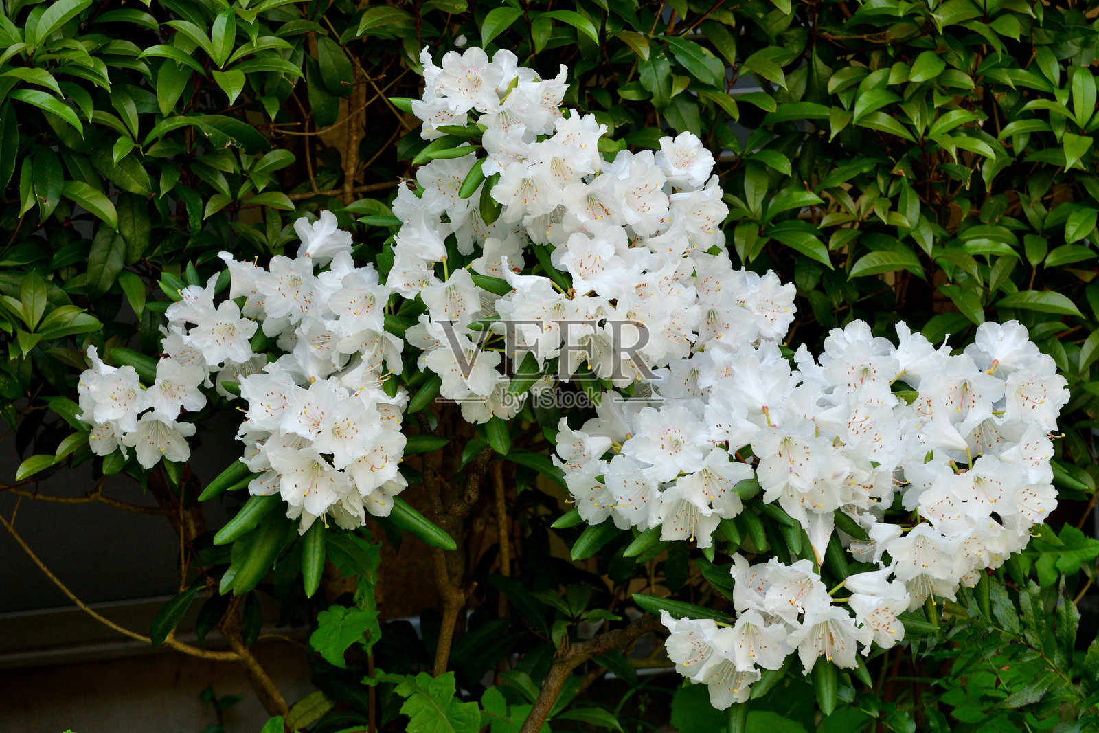 杜鹃花：受欢迎的开花灌木，盛开华丽的花簇照片摄影图片