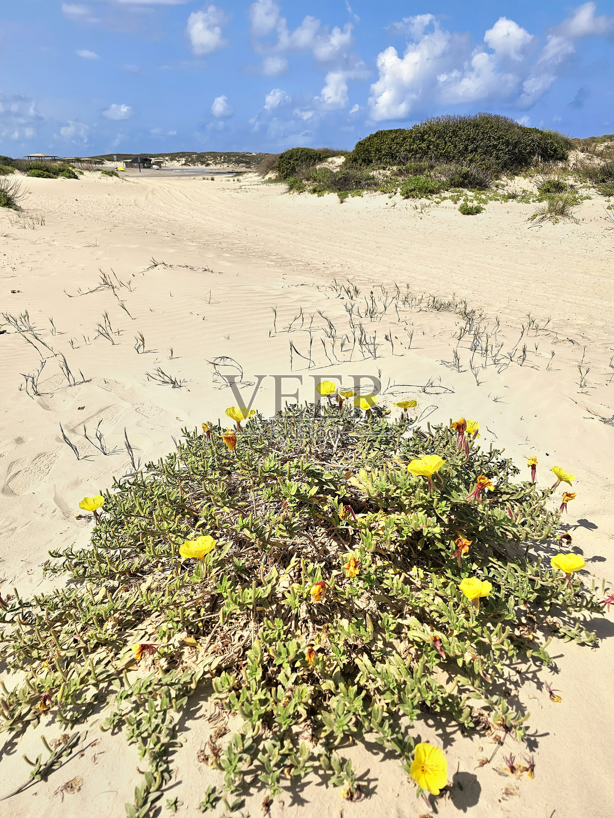 海滩黄昏报春花盛开照片摄影图片