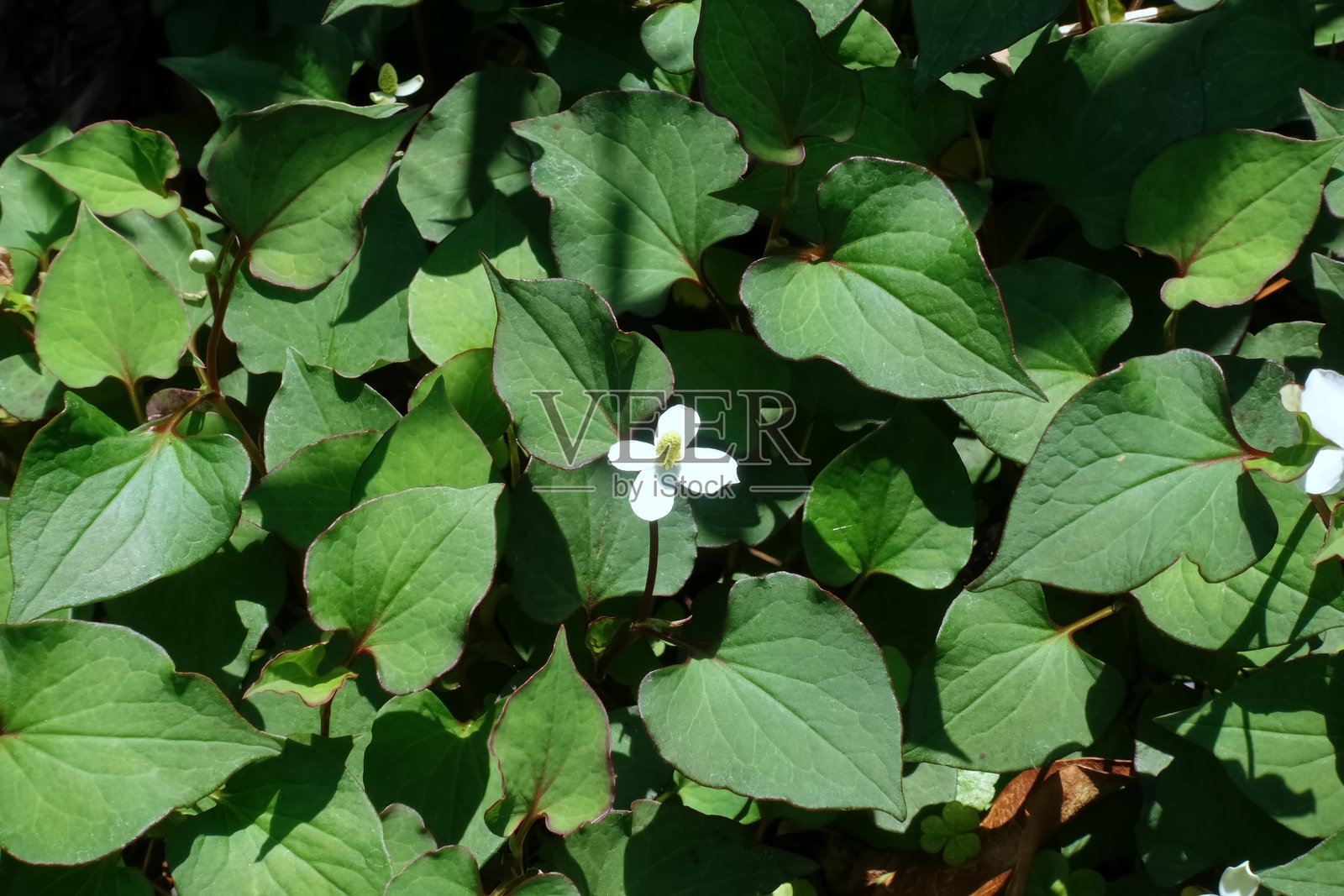 可爱的鱼腥草花照片摄影图片