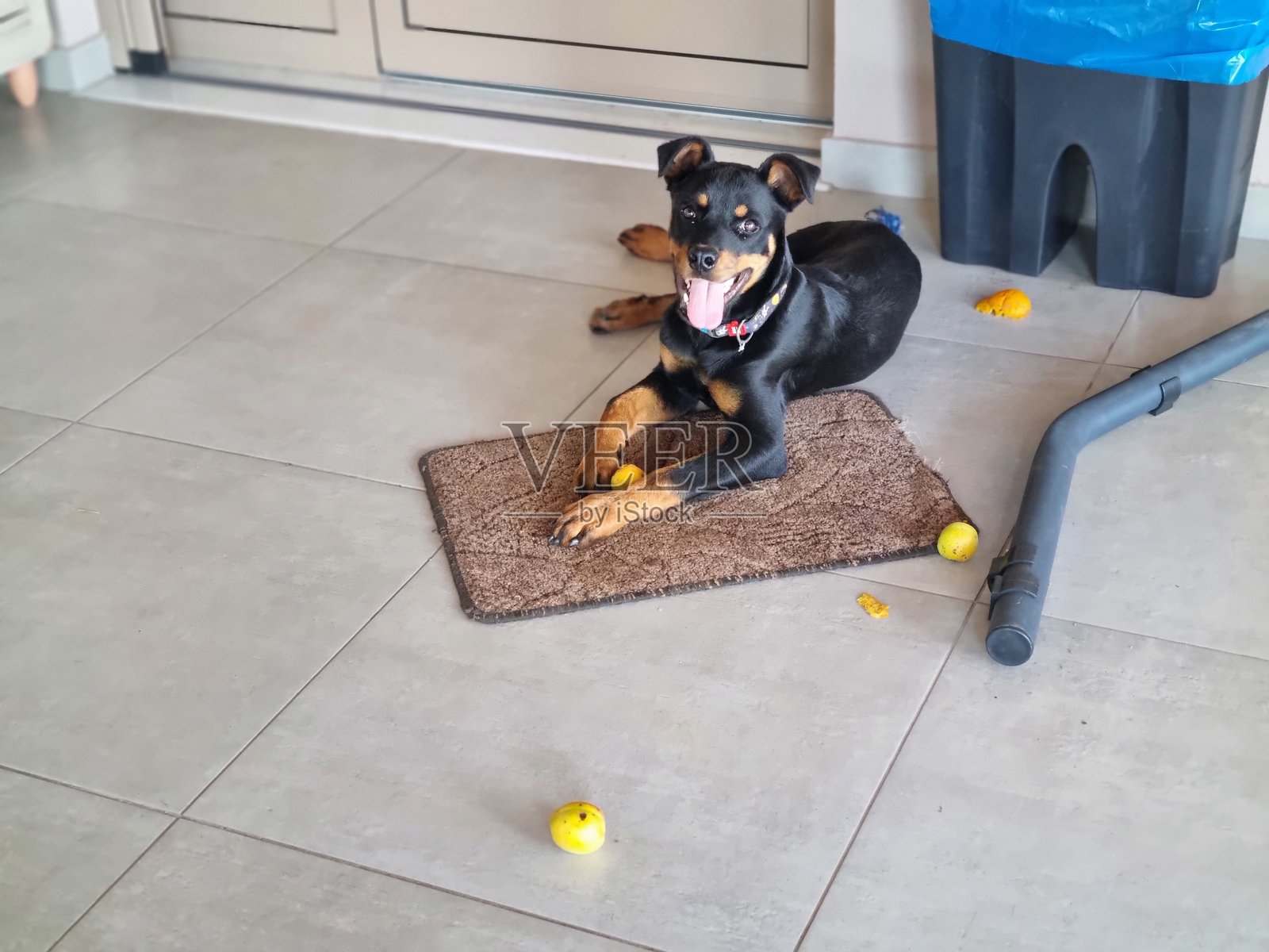 顽皮的罗威纳小狗在吃杏子照片摄影图片