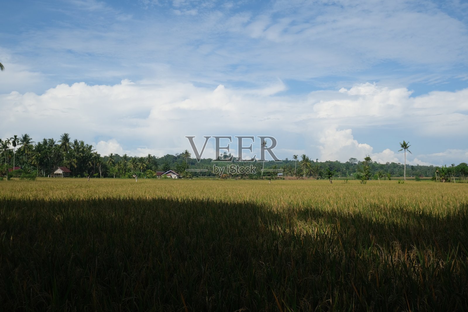 在炽热的正午阳光下，一片金色稻田随风摇曳，每一根稻秆都是自然活画布上的一笔，闪耀着丰收的希望。照片摄影图片