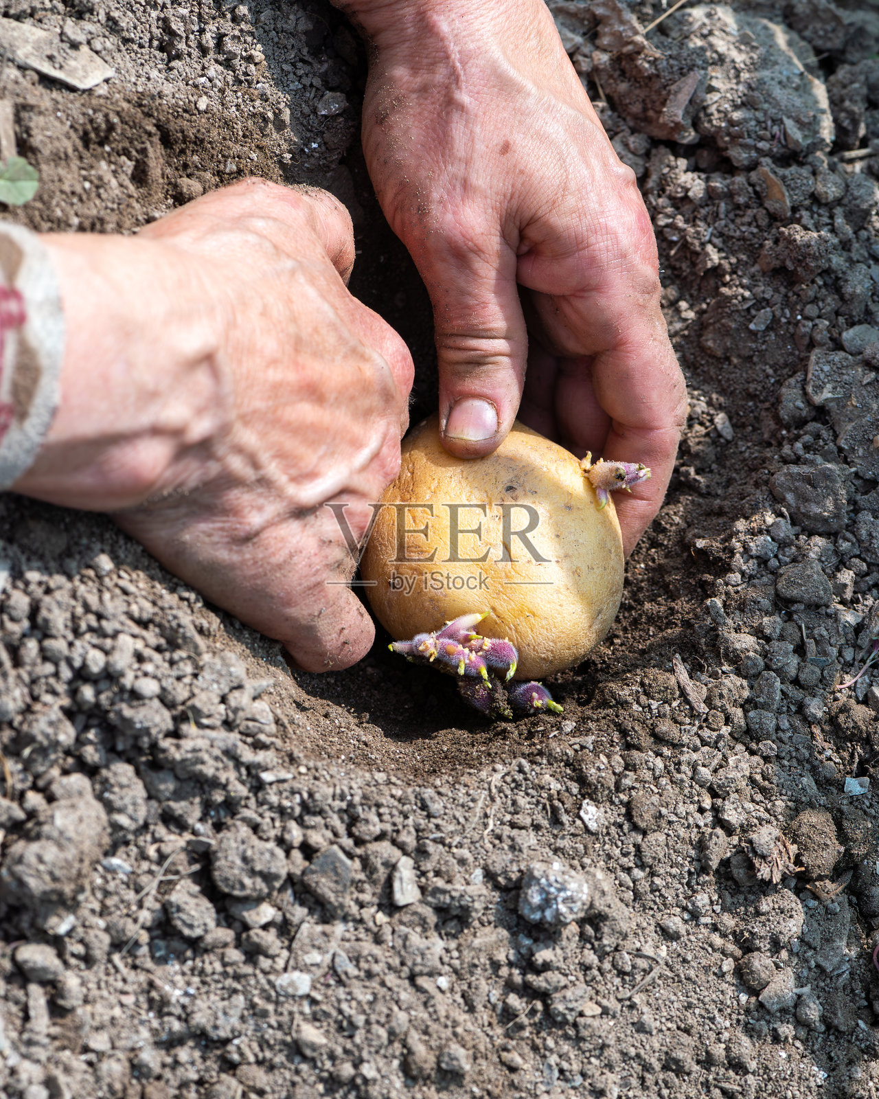 手工将发芽的土豆块茎种植在土壤中。农业。照片摄影图片