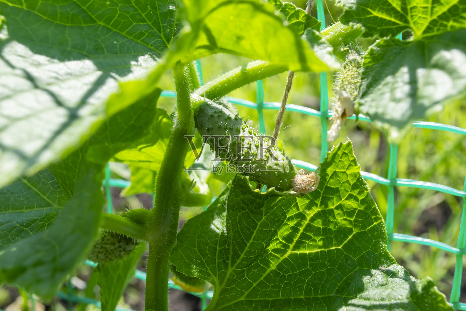 阳光明媚的夏季花园中，黄瓜在精心照料的菜地上生长。照片摄影图片