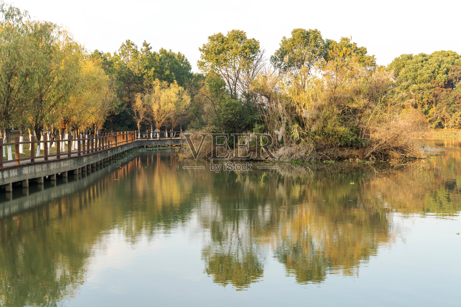 公园池塘周围郁郁葱葱的绿意照片摄影图片