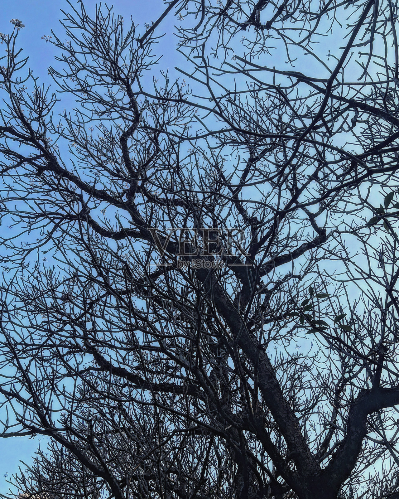 树枝照片摄影图片