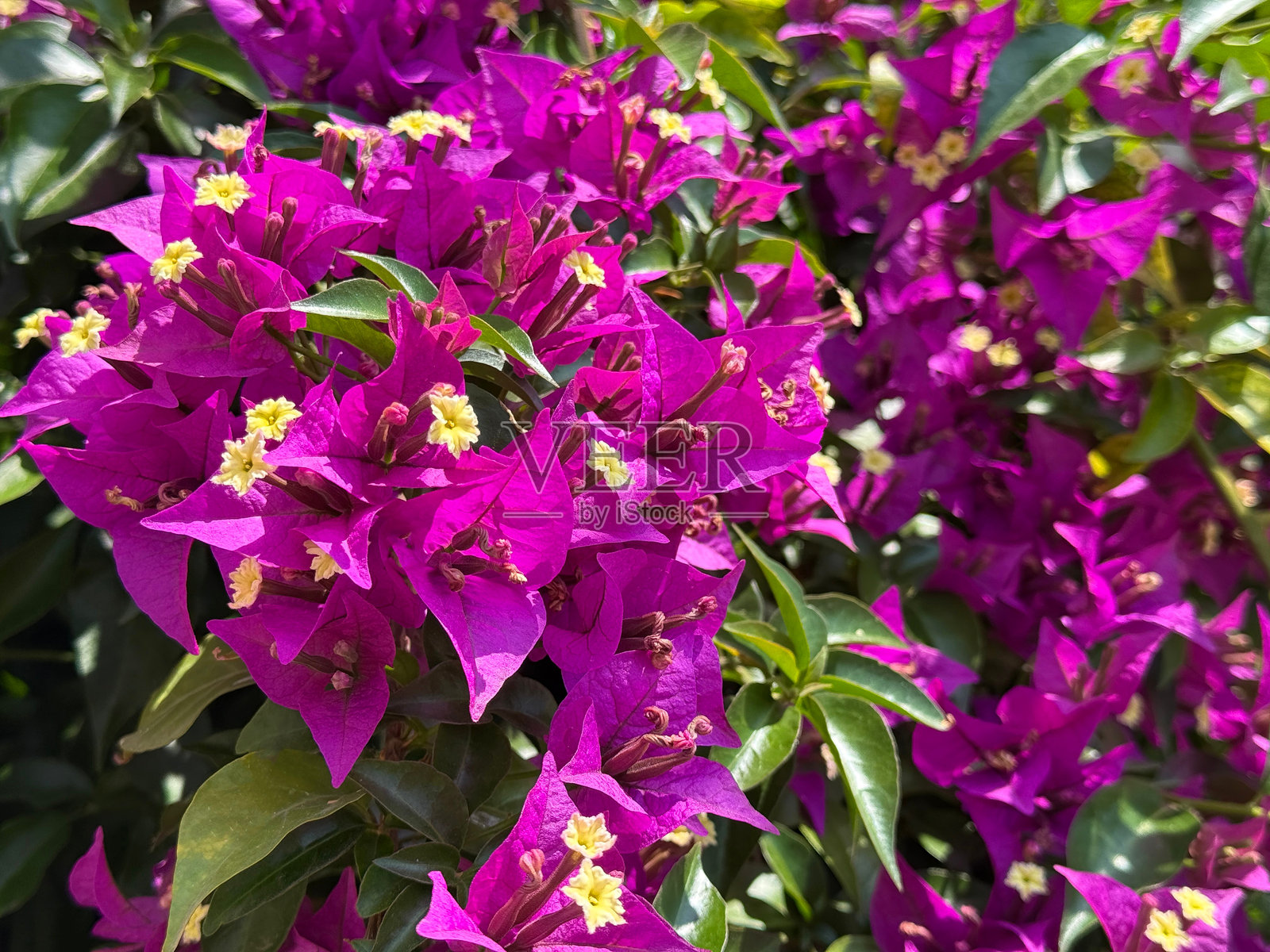 紫色粉色的三角梅盛开植物。照片摄影图片