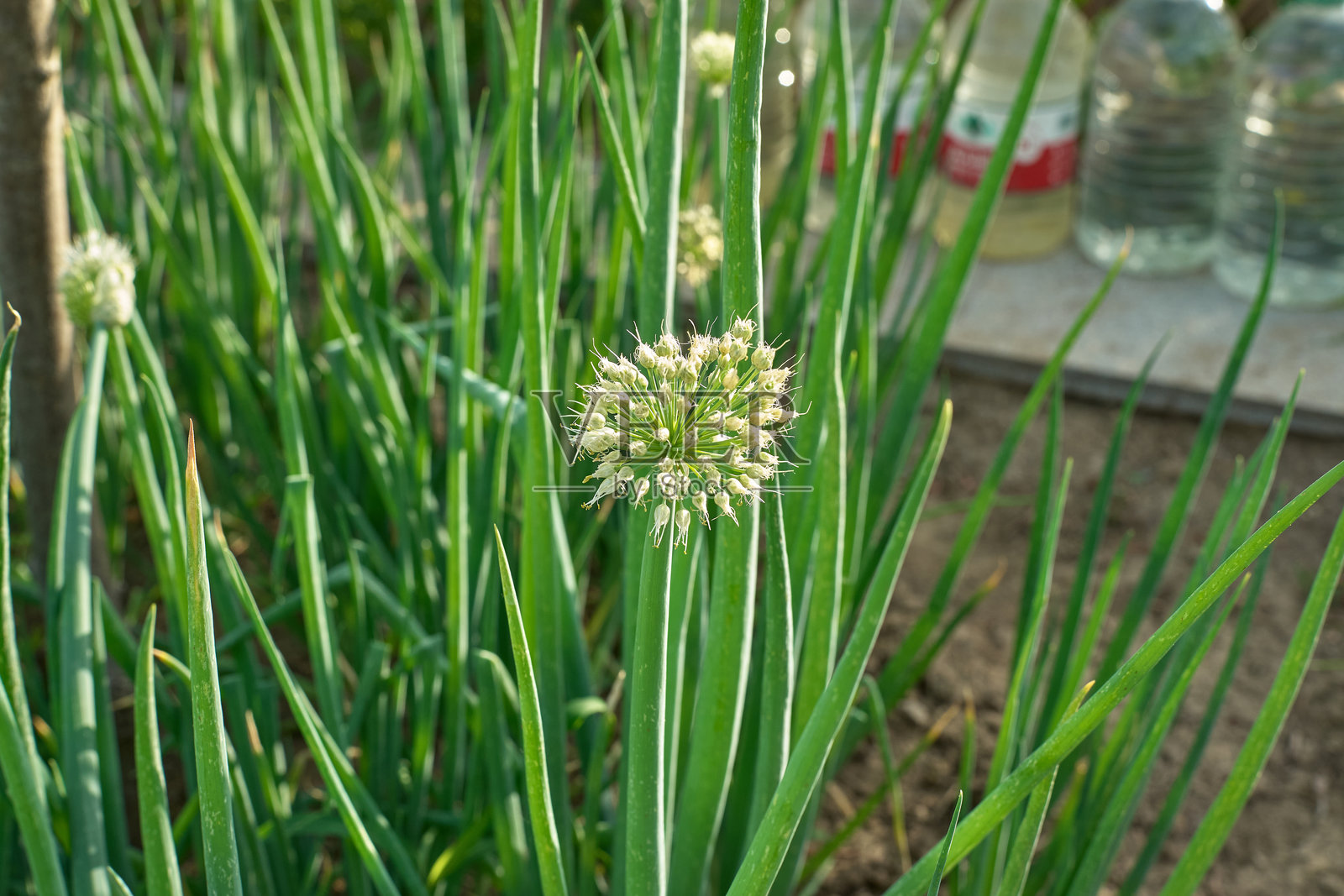 花园中青葱花的特写照片摄影图片