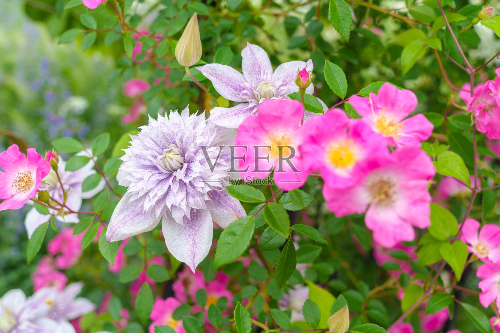 浅紫色双瓣铁线莲与粉色藤蔓玫瑰照片摄影图片