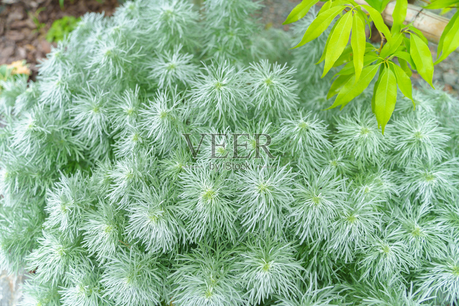 蓬松的 Schmidt 艾蒿团。照片摄影图片