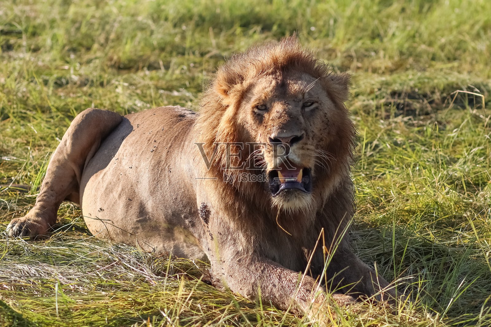 雄伟的狮子在非洲草原上休息，露出牙齿照片摄影图片
