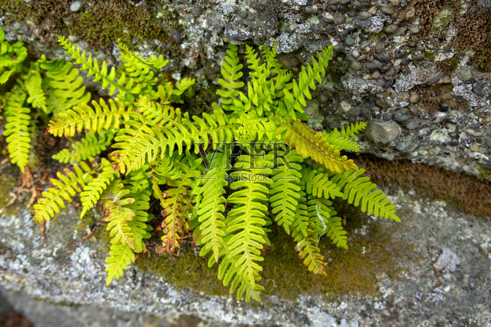岩石苔藓上生长的岩石蕨照片摄影图片