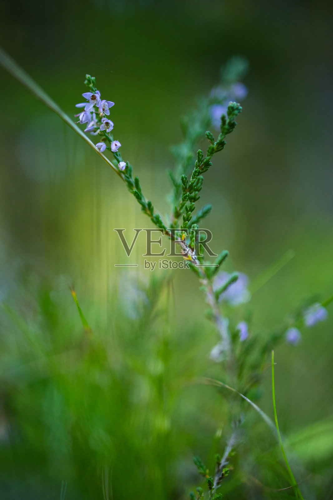 穿着绿色的希瑟照片摄影图片