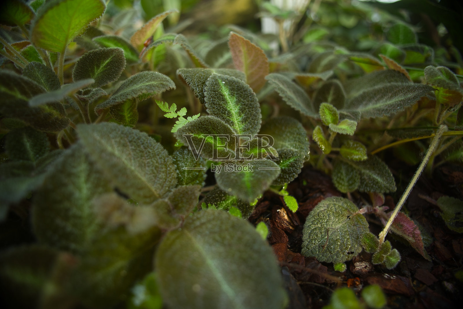 一组火焰紫罗兰照片摄影图片