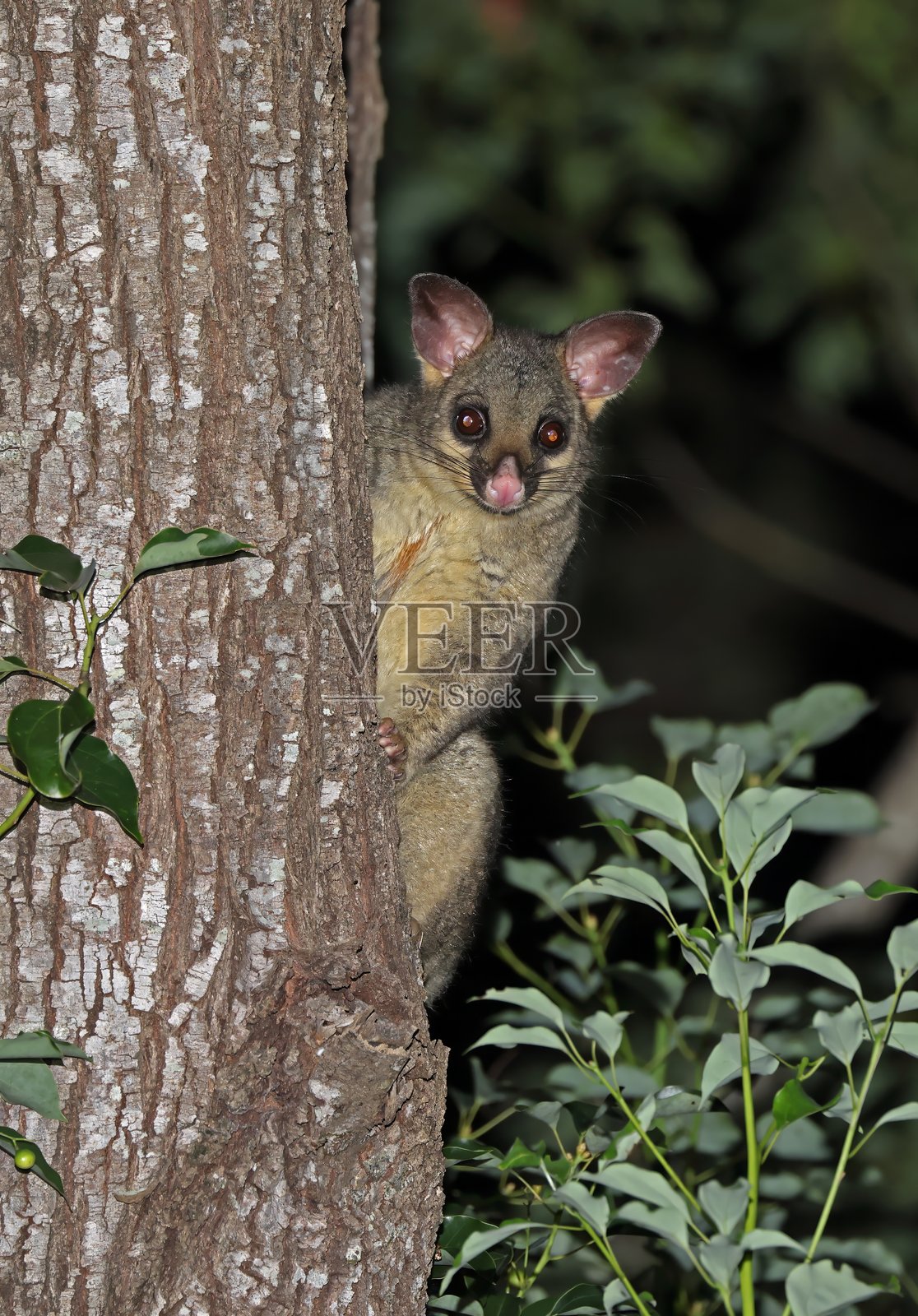 普通刷尾袋鼠照片摄影图片