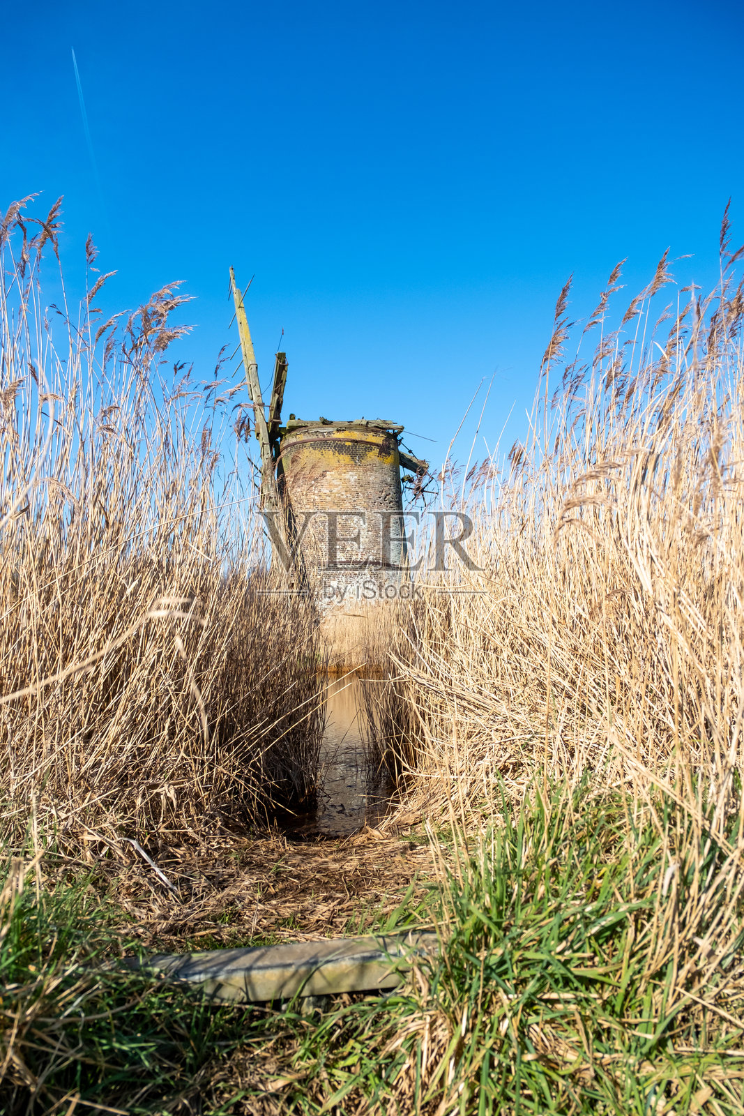 芦苇中的废弃磨坊照片摄影图片
