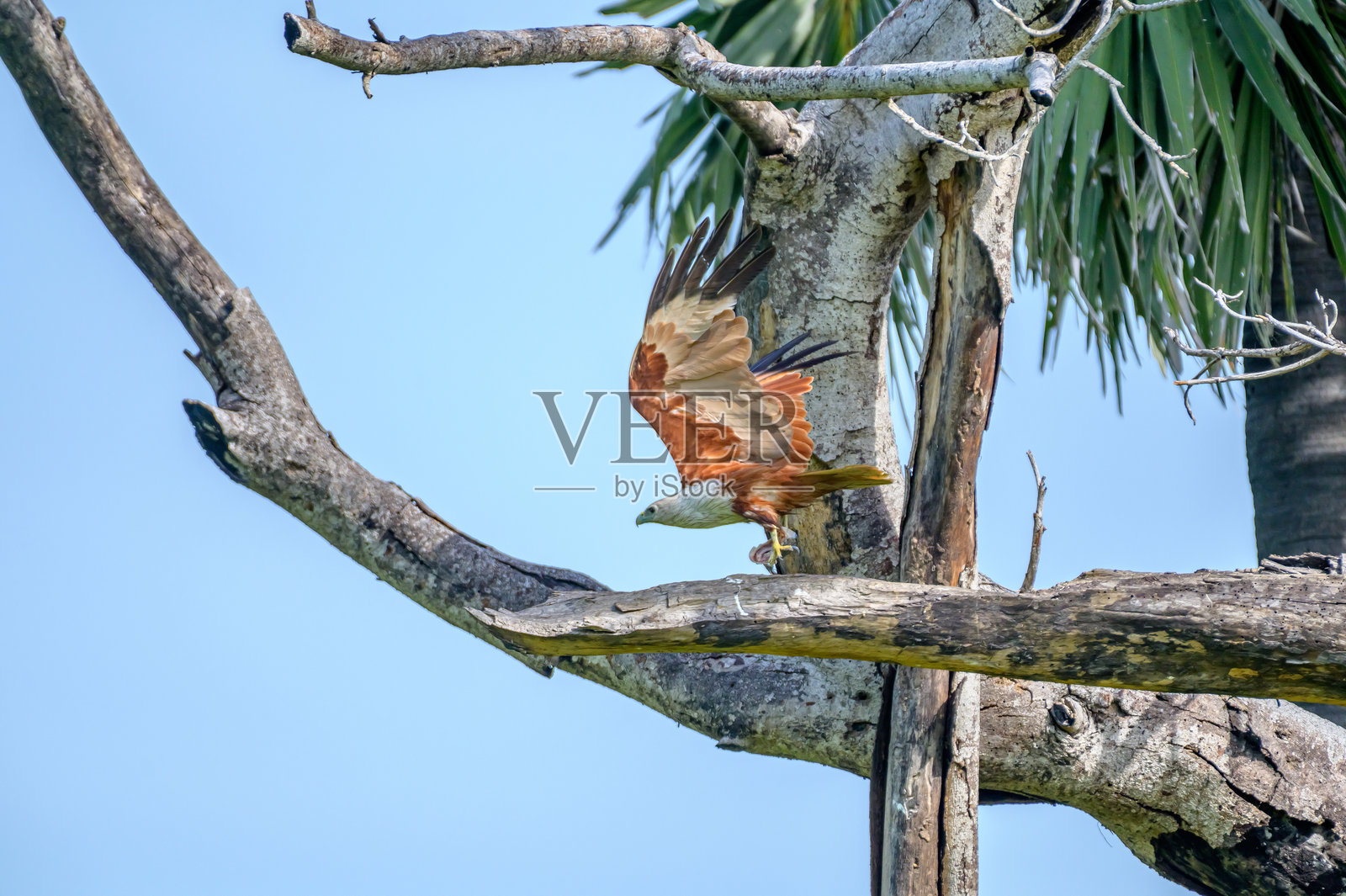 美丽的鸟照片摄影图片