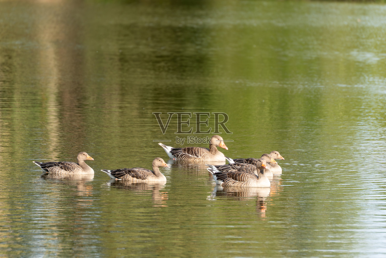一群灰雁静静地滑过平静的湖面。照片摄影图片