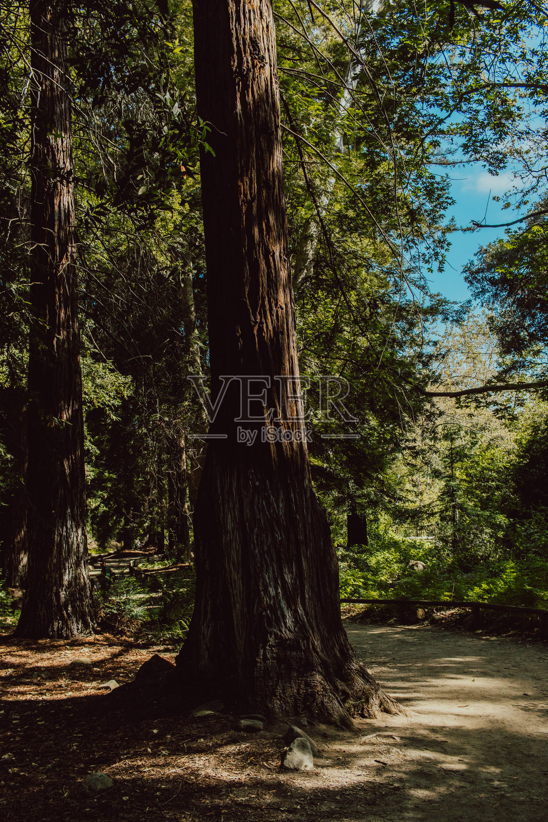 圣巴巴拉植物园的红杉照片摄影图片