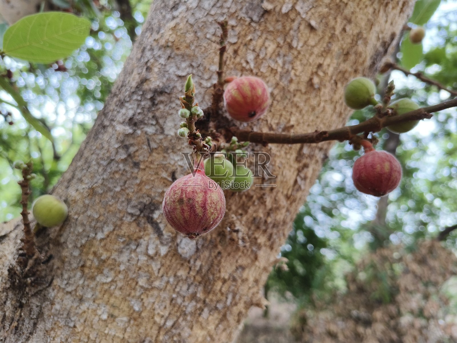 无花果树/聚集无花果树上结满成熟的果实照片摄影图片