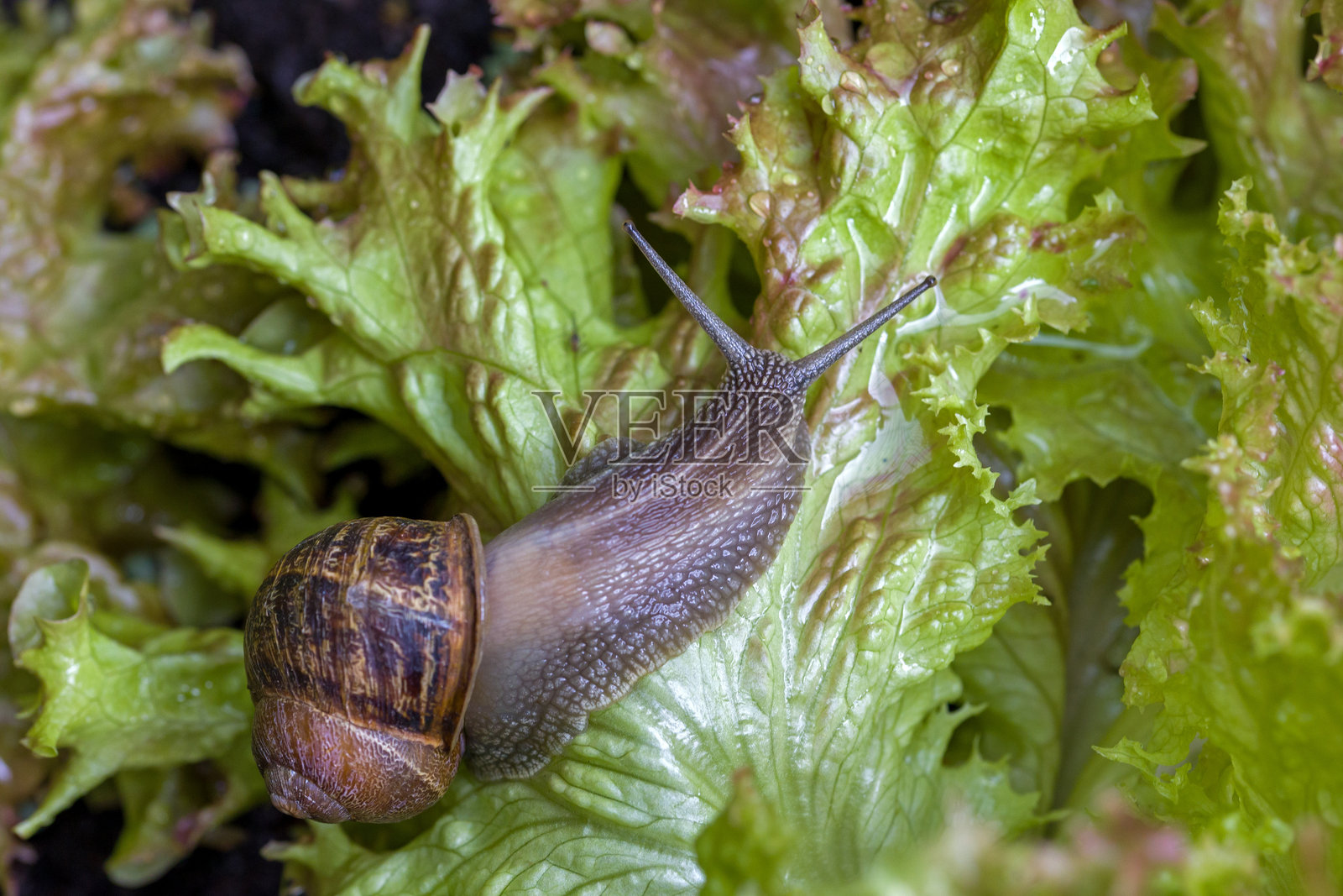 从上方看一只大棕色罗马蜗牛在新鲜的绿色沙拉叶上照片摄影图片