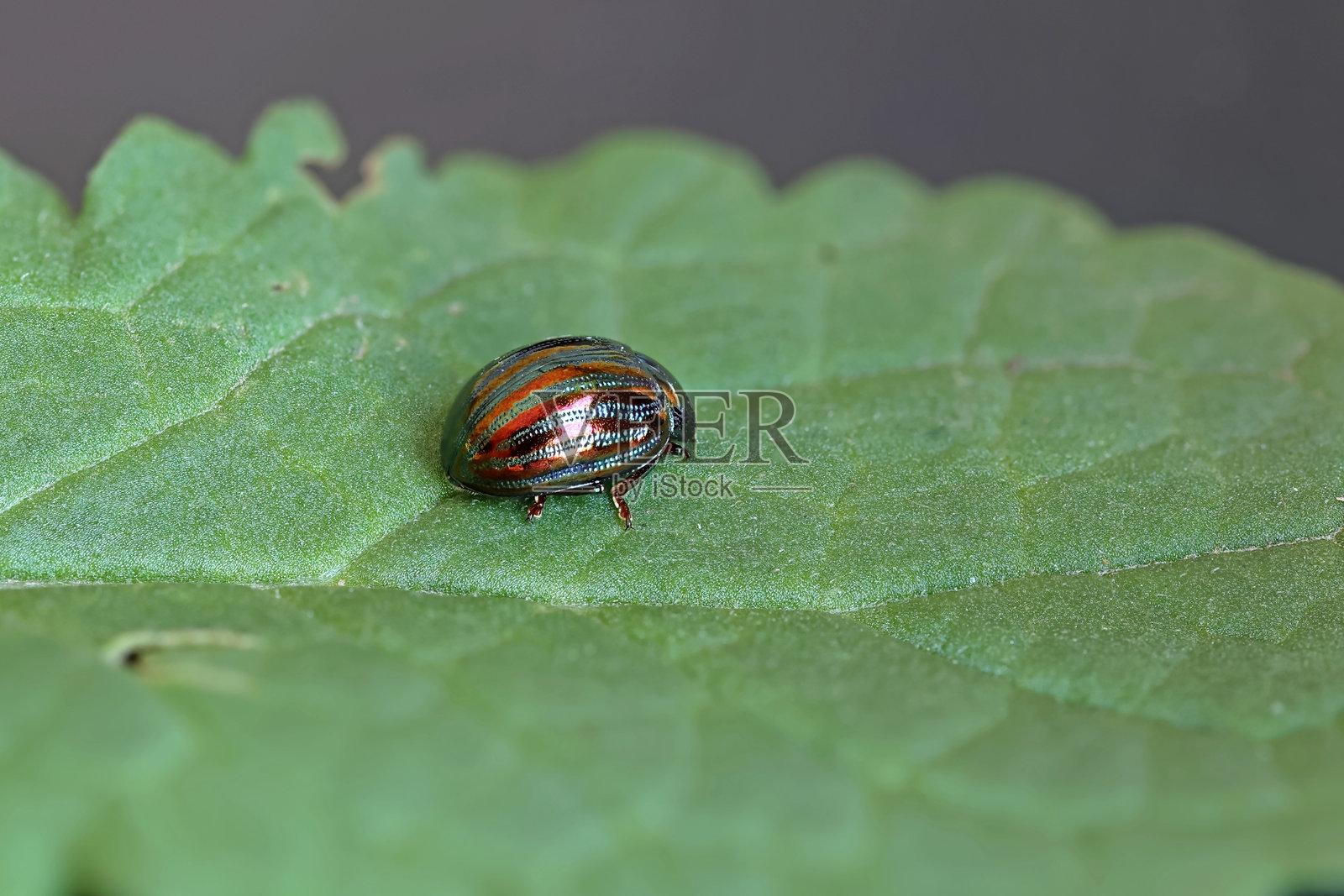 一只金属红绿闪光的迷迭香甲虫停在绿叶上照片摄影图片