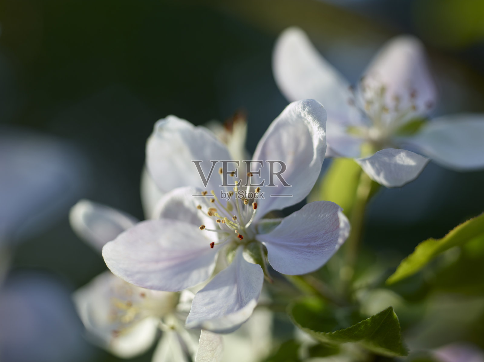 苹果花。照片摄影图片