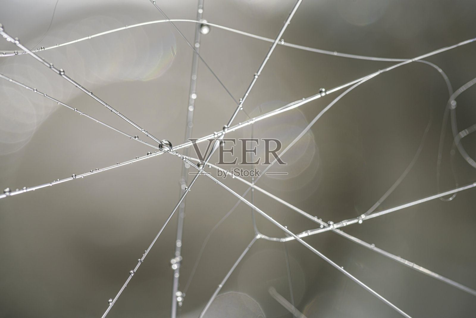 蜘蛛网上的水滴照片摄影图片