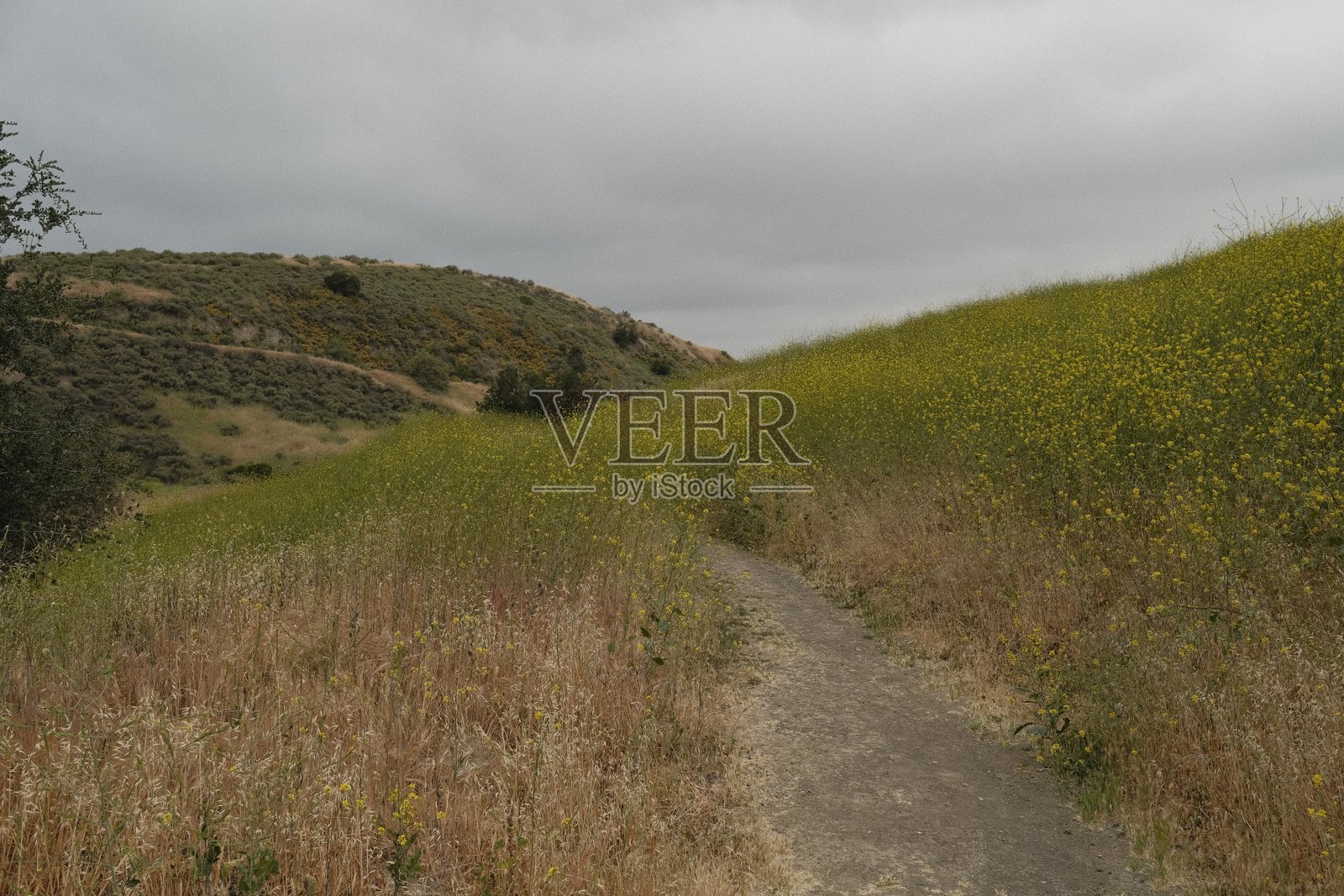 阴云密布的天空下，起伏的山丘上盛开的油菜花田照片摄影图片
