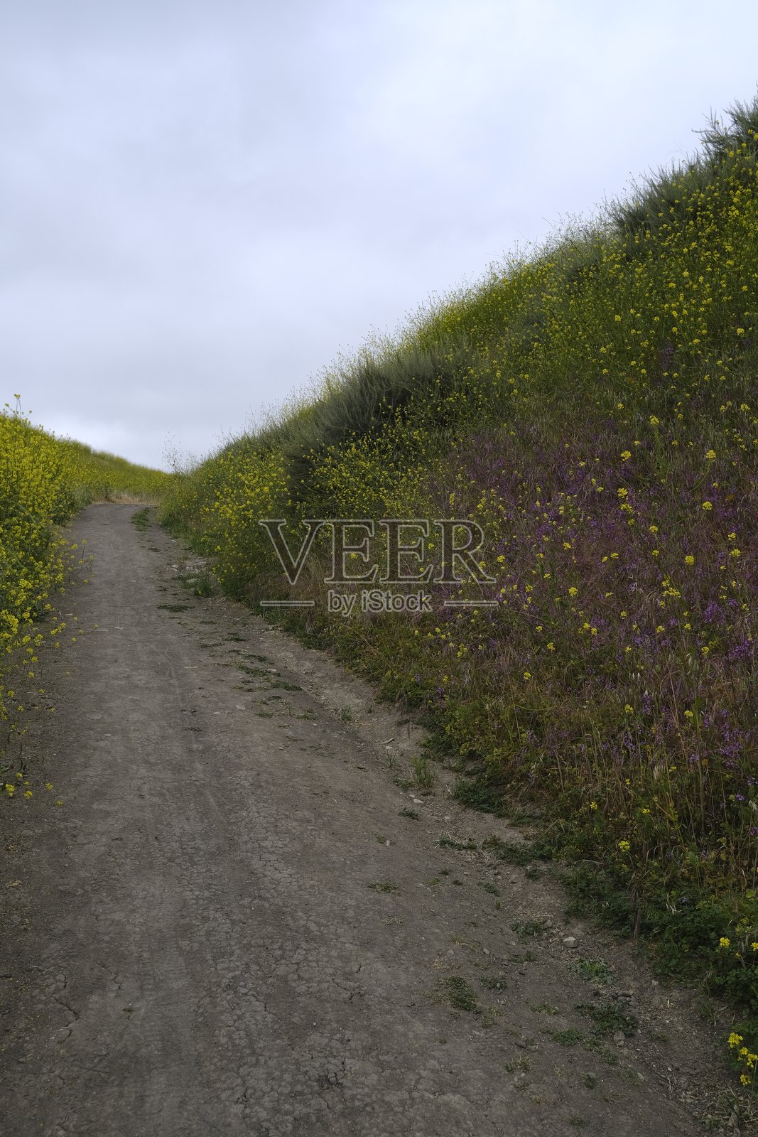 加利福尼亚风景优美的徒步小径上盛开着野生紫色和黄色花朵照片摄影图片