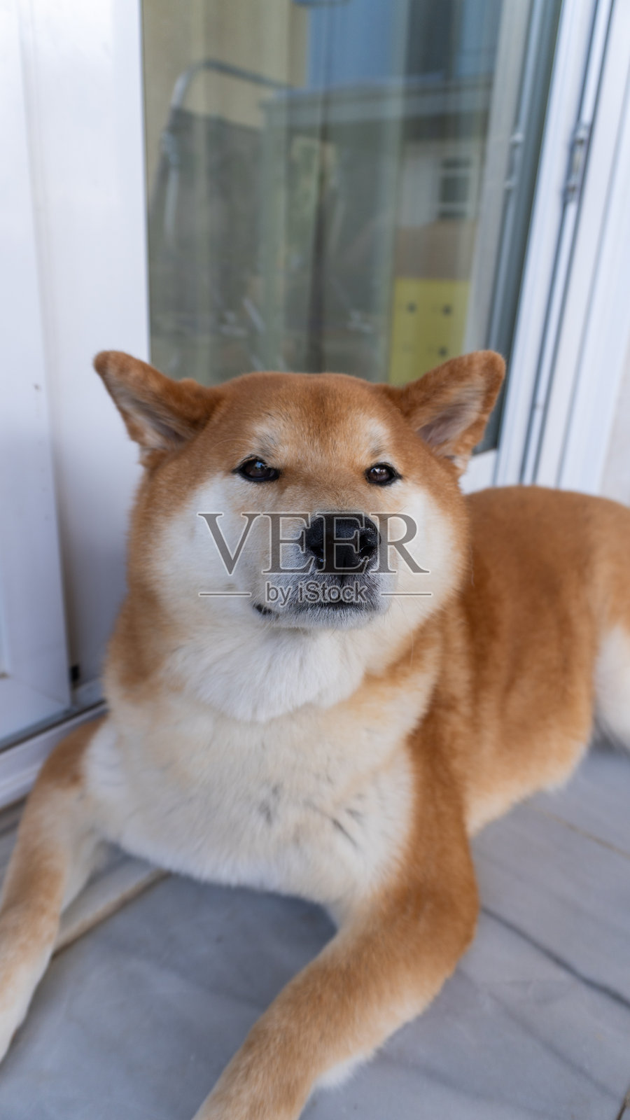 大红狗柴犬照片摄影图片