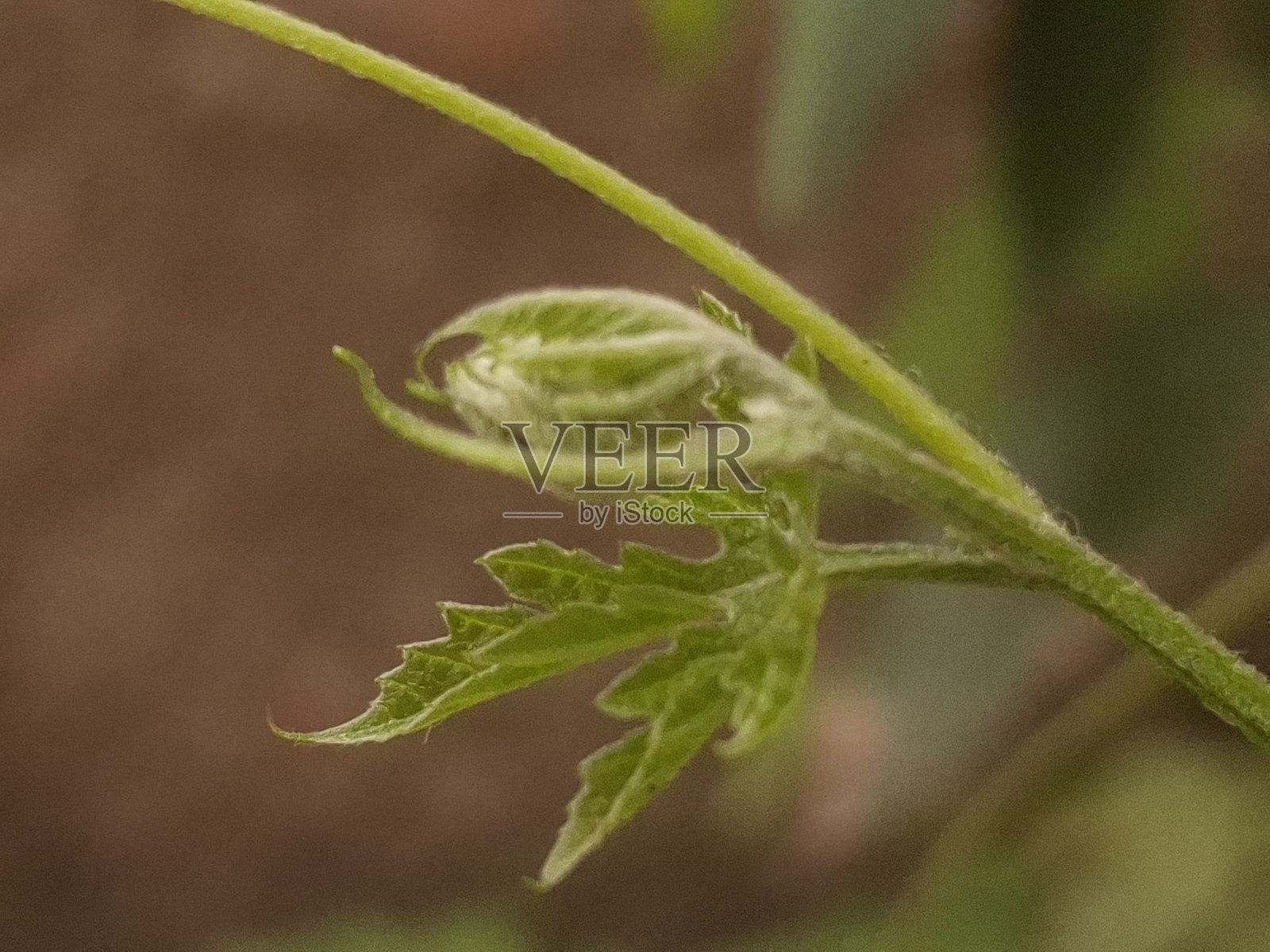 生机勃勃的绿色植物芽和叶子的特写，展示了新生长和复杂的自然纹理。非常适合植物学。照片摄影图片