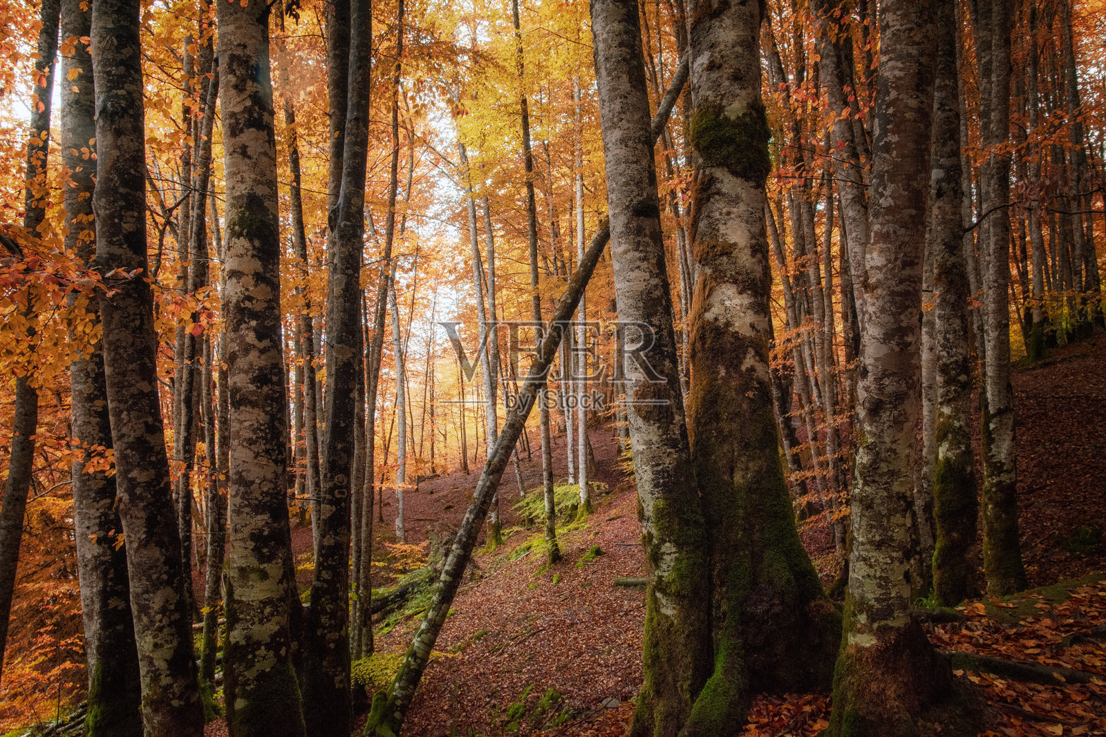 伊拉蒂森林（巴斯克语：Iratiko oihana）是一个大型的山毛榉和冷杉树森林，位于西班牙北部的纳瓦拉地区。照片摄影图片