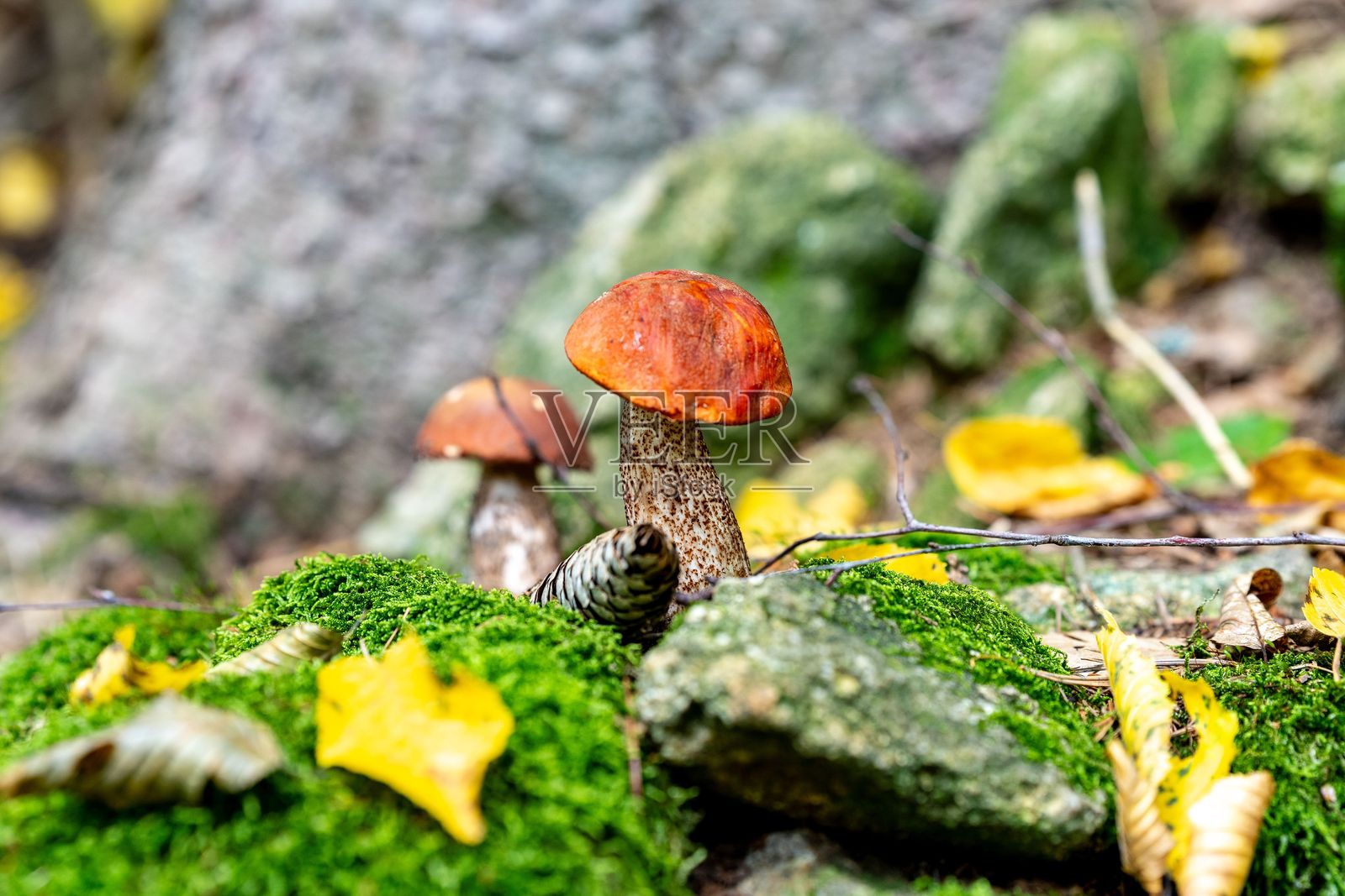 生机勃勃的蘑菇生长在苔藓覆盖的森林地面上。照片摄影图片