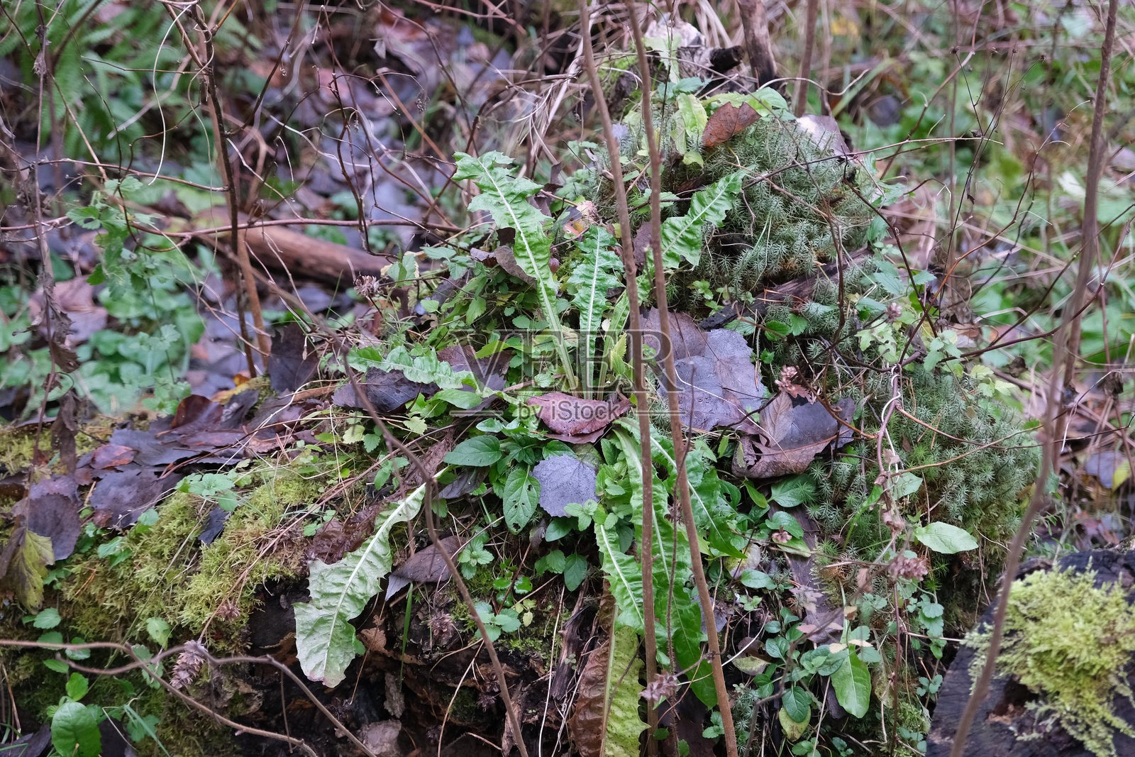 宁静的秋日下午，森林地面展示了苔藓覆盖的树干和散落的树叶。照片摄影图片
