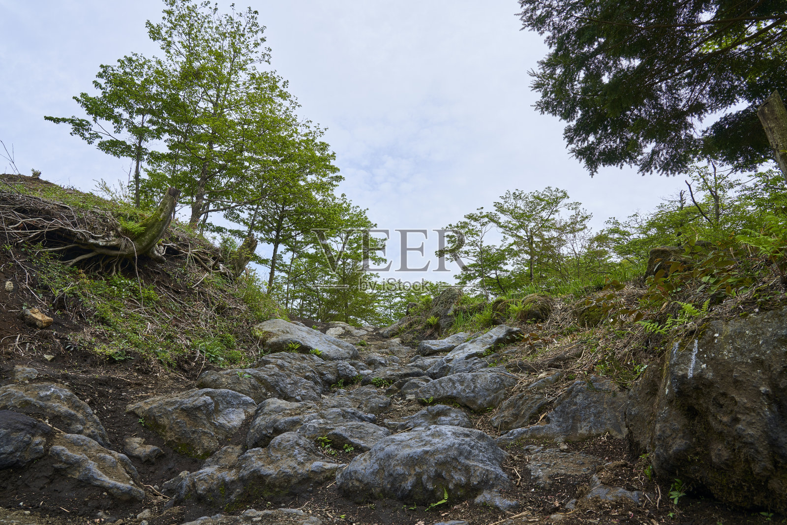 地球的心跳 - 野性的道路在召唤。生命的气息。照片摄影图片