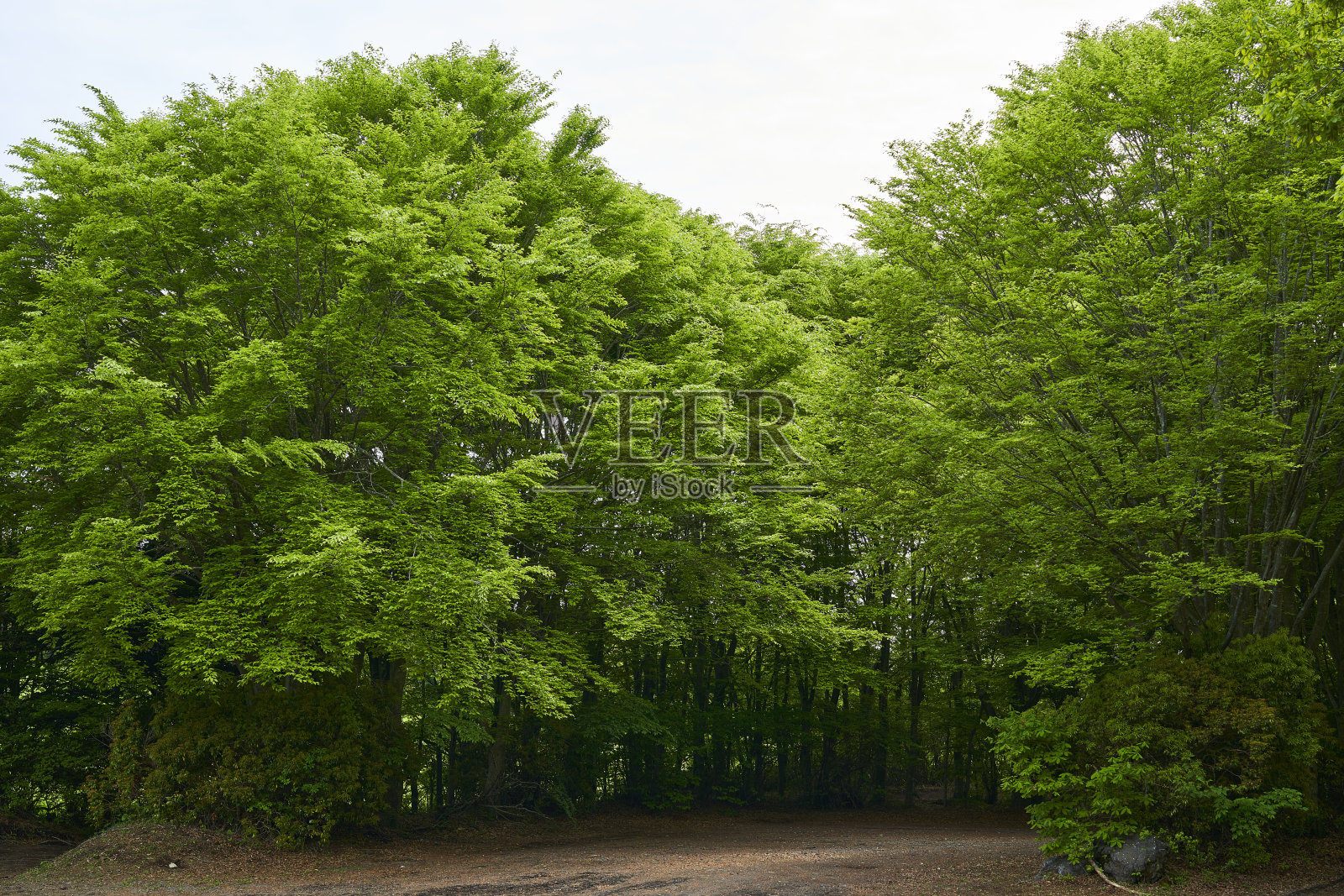 大地的心跳 - 野性的道路在召唤。生命的气息。照片摄影图片