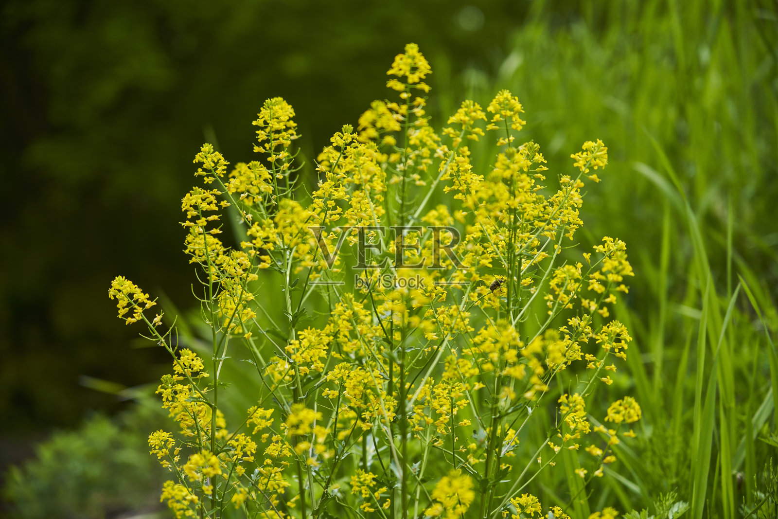 地球的心跳 - 野性的道路在召唤。生命的气息。照片摄影图片