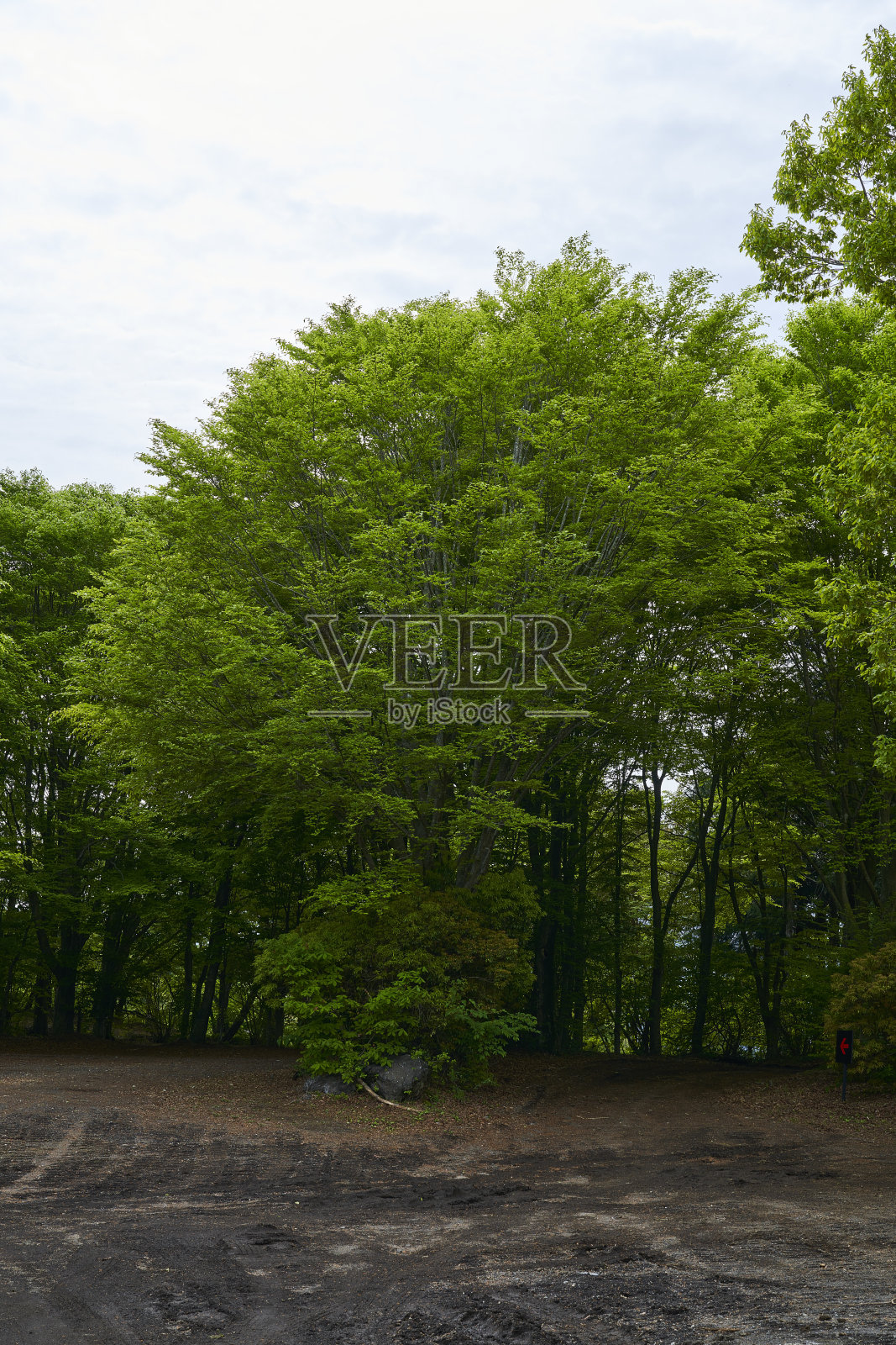 地球的心跳 - 野性的道路在召唤。生命的气息。照片摄影图片