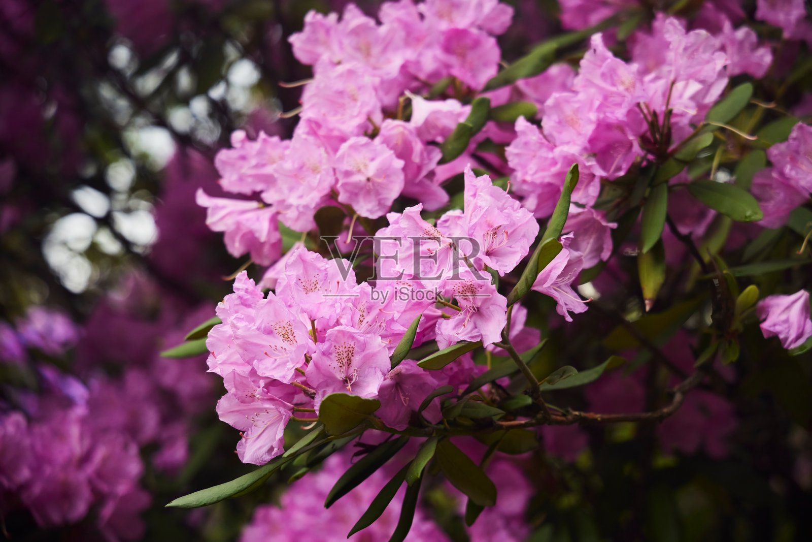 盛开的粉色杜鹃花蕾。中纬度地区的植物学花园照片摄影图片