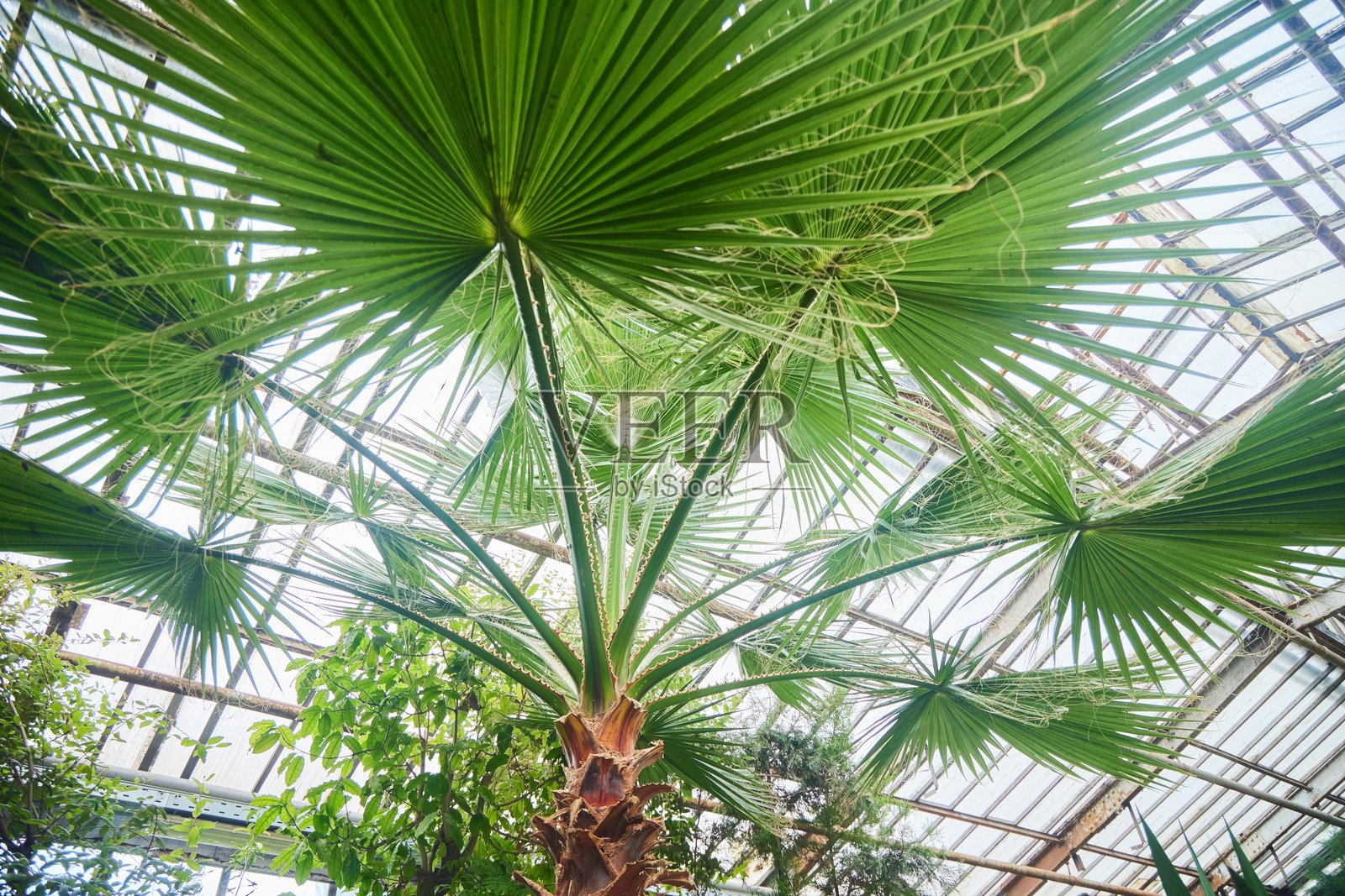 热带温室。棕榈科的木本植物。特写照片摄影图片